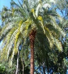 trimmed palm tree